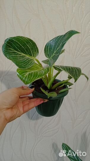 Филодендрон Биркин