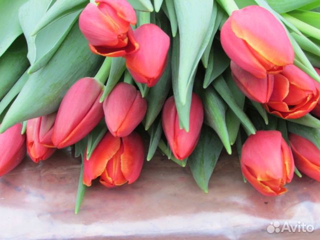 Тюльпаны букет опт