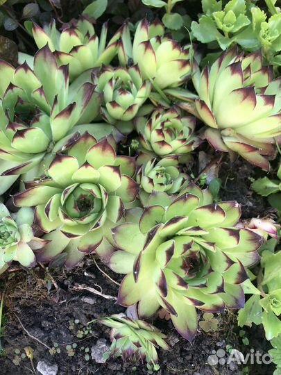 Каменная роза (молодило) Sempervivum calcareum
