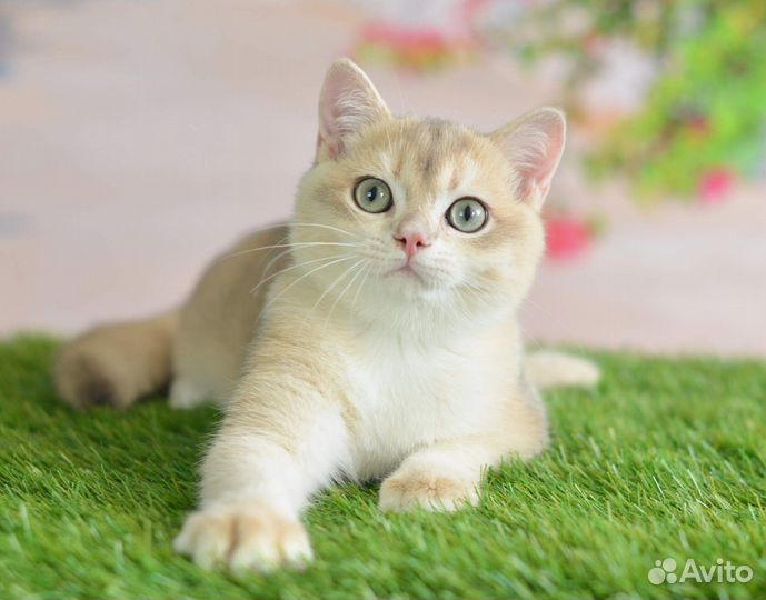 Голубое золото