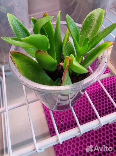 Крассула. Суккулент