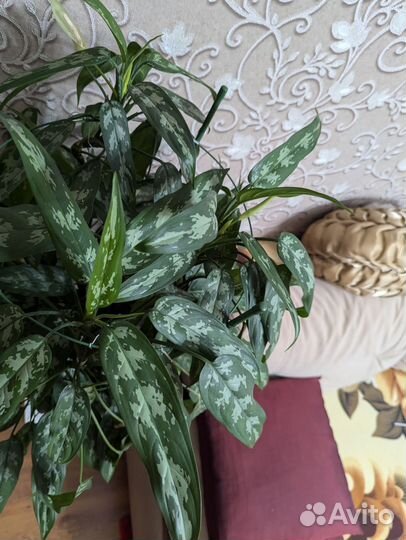 Аглаонема -Комнатные цветы