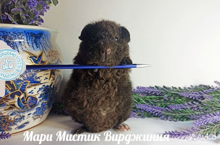 Морская свинка с вет. паспортом, родословной тедди