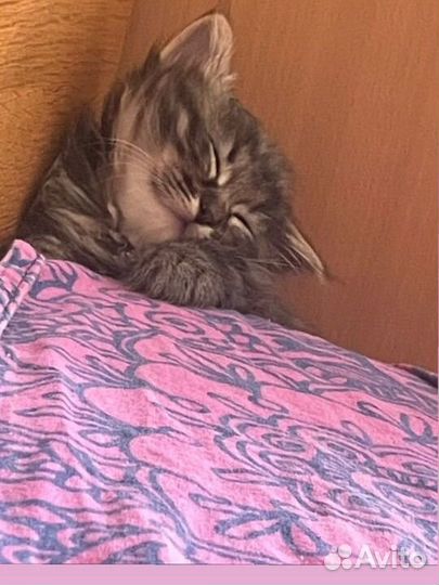 Отдам котенка в добрые руки