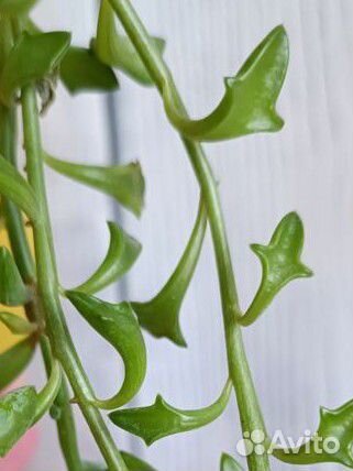 Крестовник дельфин. Необычные комнатные цветы