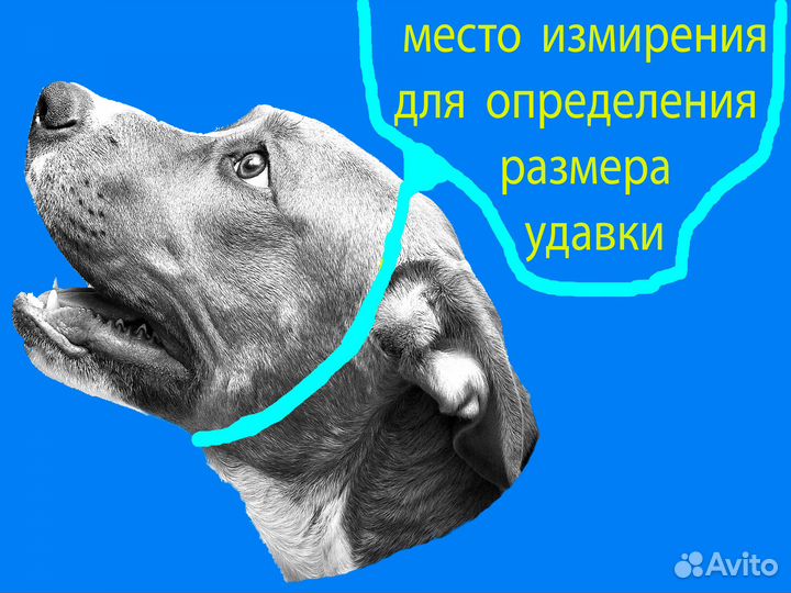 Ошейник удавка- контролер