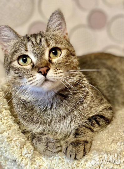 Шанс для Манечки