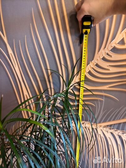 Большой керамический горшок для цветов+драцена