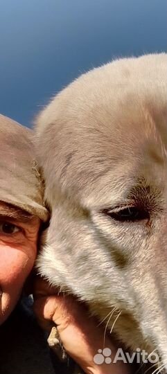 Вязка алабай, кобель 2,5 г. Развязан