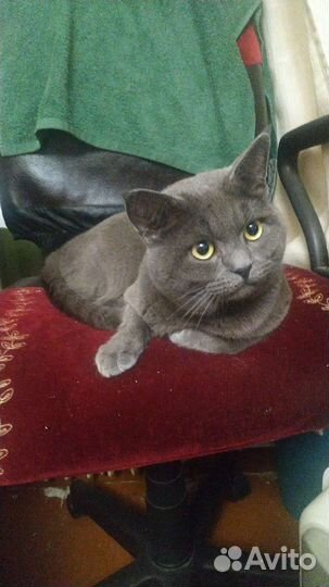 Коты для вязки