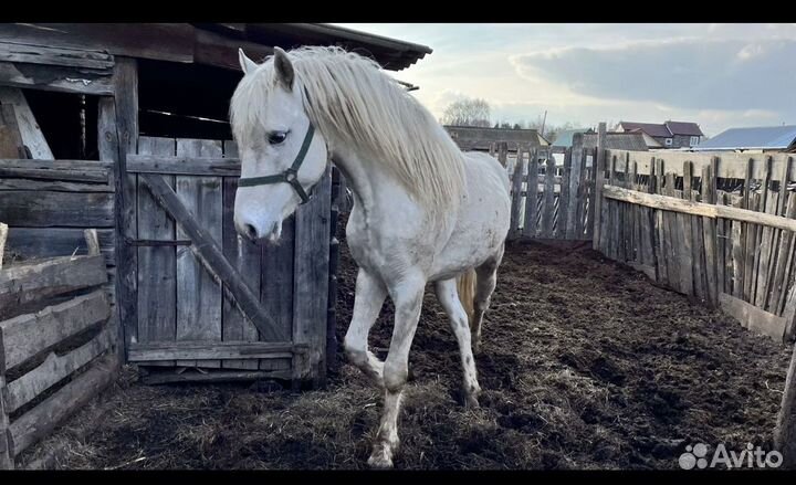 Продам орловского жеребца