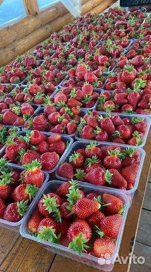 Рассада садовой клубники