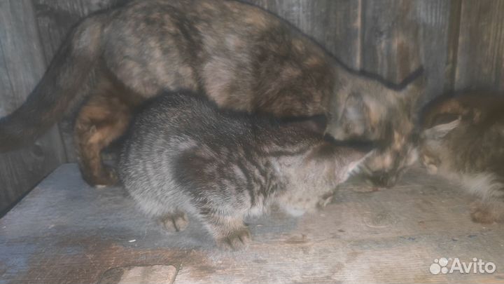 Кошка мурка