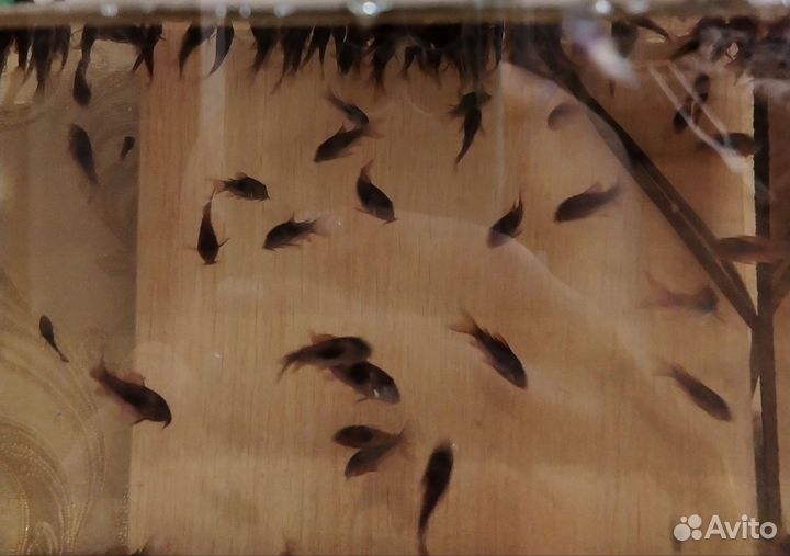 Аквариумные рыбки