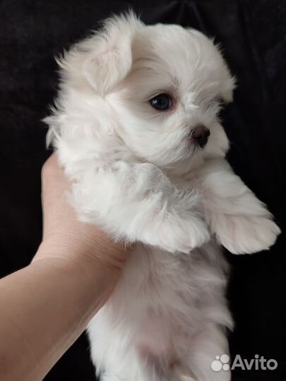 Мальтезе - королевские собачки