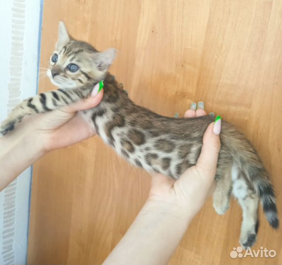 Бенгальская девочка