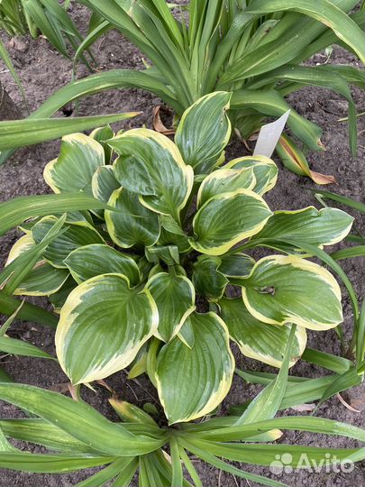 Хоста Спейс энд Шугар