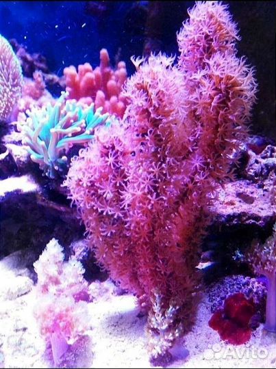 Кораллы для морского аквариума