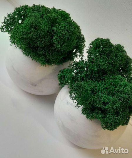 Композиция из стабилизированнго мха