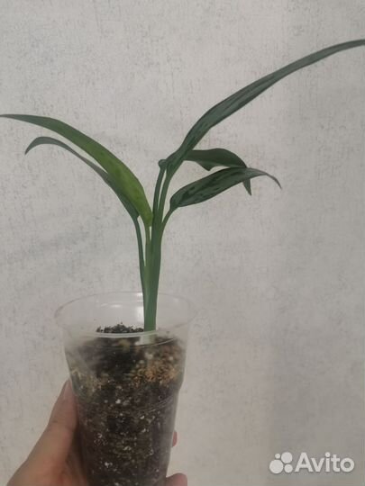 Аглаонема Cutlass