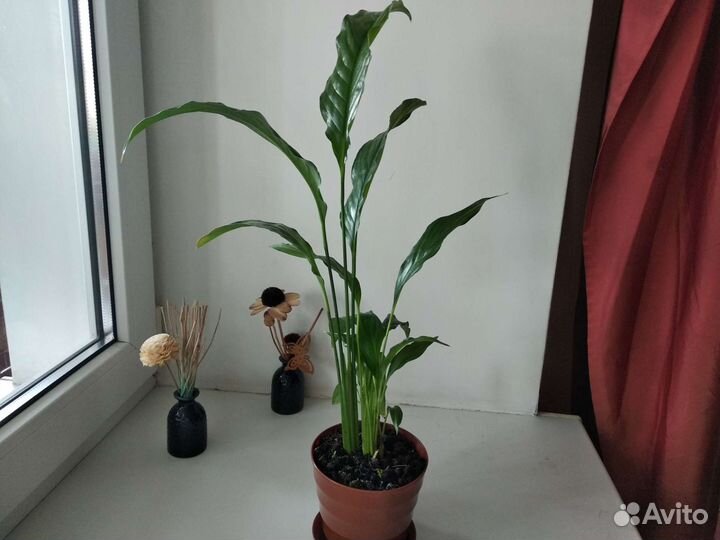 Красавец Спатифиллум