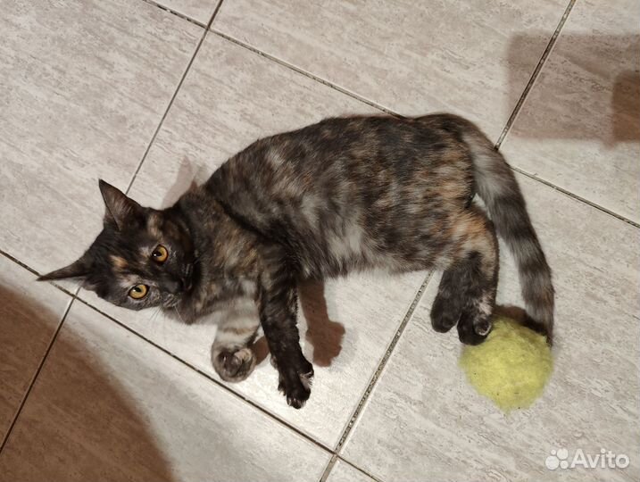 Котенок на счастье