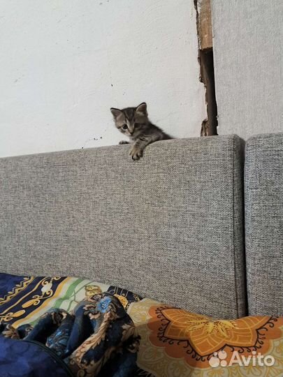 Кошка в дар бесплатно