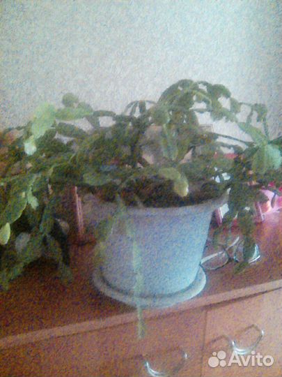 Декабрист цветок