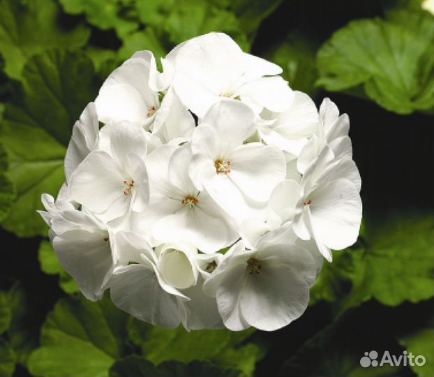 Пеларгония герань красная, белая, розовая