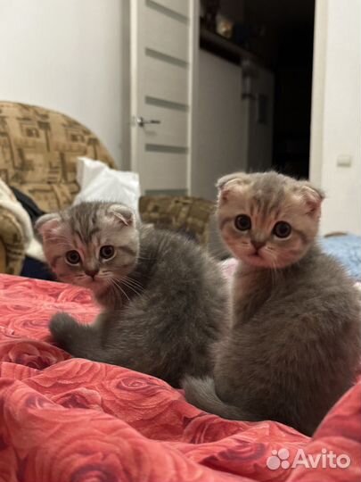 Шотландская вислоухая кошка