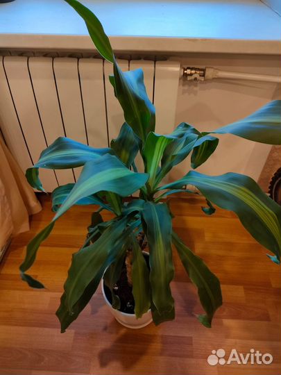 Пальма Драцена (Юкка) Фрагранс