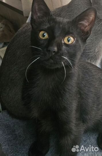 Пропал чёрный кот