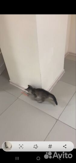Кошечка в добрые руки