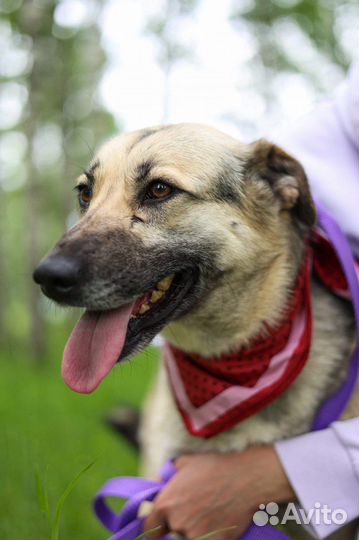 Собака Валя из приюта ищет дом