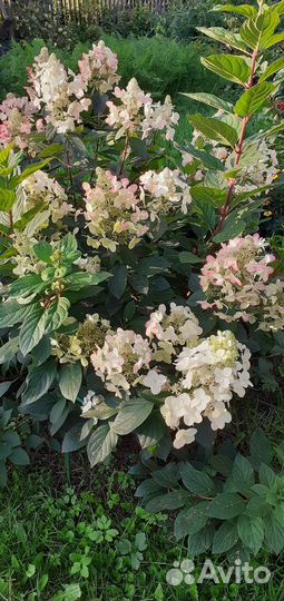 Саженцы метельчатой гортензии