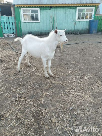 Зааненский козёл