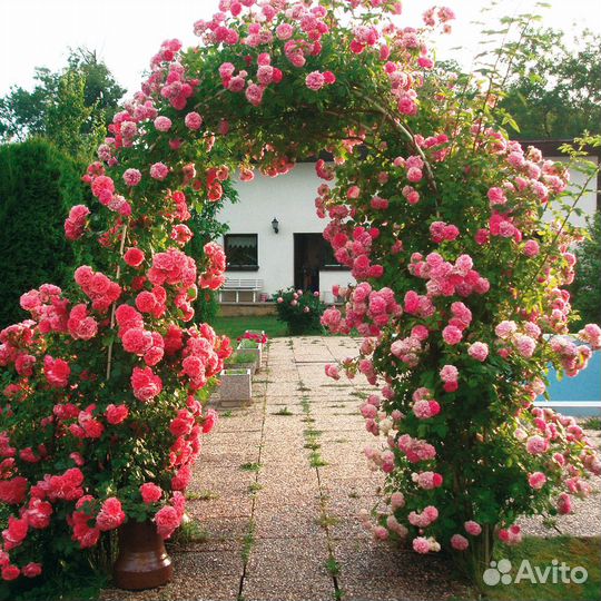 Саженцы плетистых роз