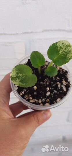 Фиалка buckeye seductress