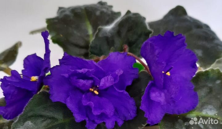 Фиалки сортовые 100