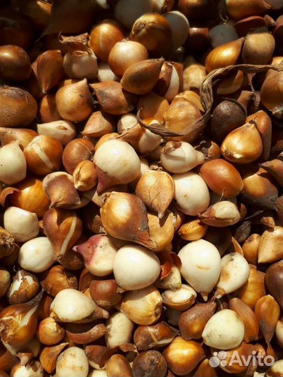 Луковицы тюльпанов