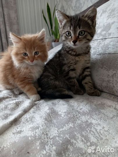 Кошки в добрые руки бесплатно