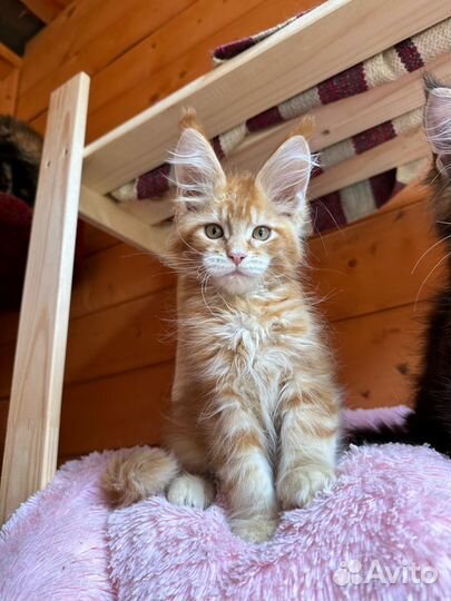 Рыжий котенок мейн-кун