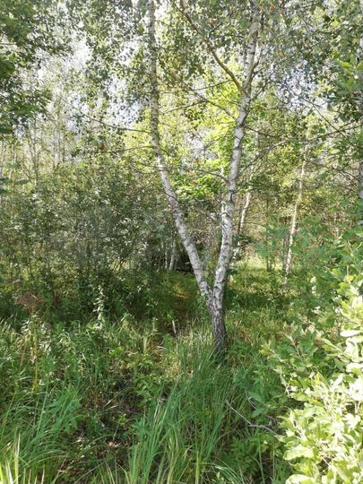 Участок 15 сот. (ИЖС)