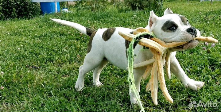 Американский булли