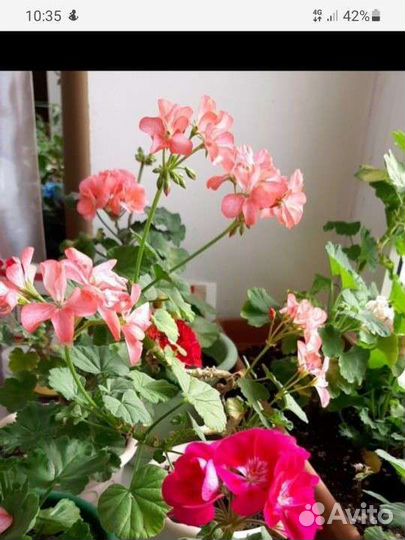 Пеларгония герань