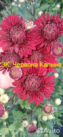 Черенки корейской хризантемы миниопт и опт