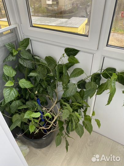 Шикарная роза (фикус и другое)