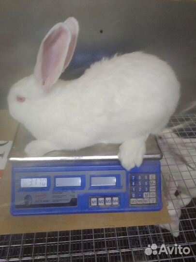 Калифорнийские кролики,Белый панон