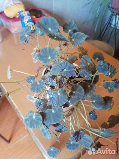 Бегония Черный бархат