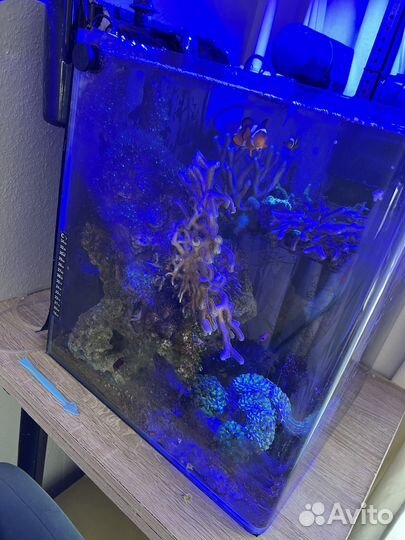 Морской аквариум 60л с живностью